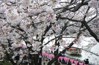 Cherry blossoms at sumida park
